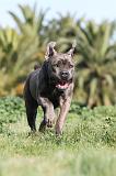 CANE CORSO 398